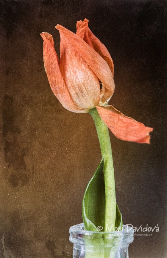 Monika Davidová - Ornithogalum dubium