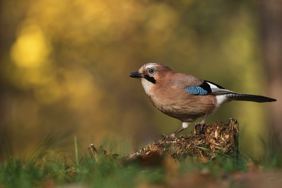 Václava Felixová - Sojka obecná (Garrulus glandarius)