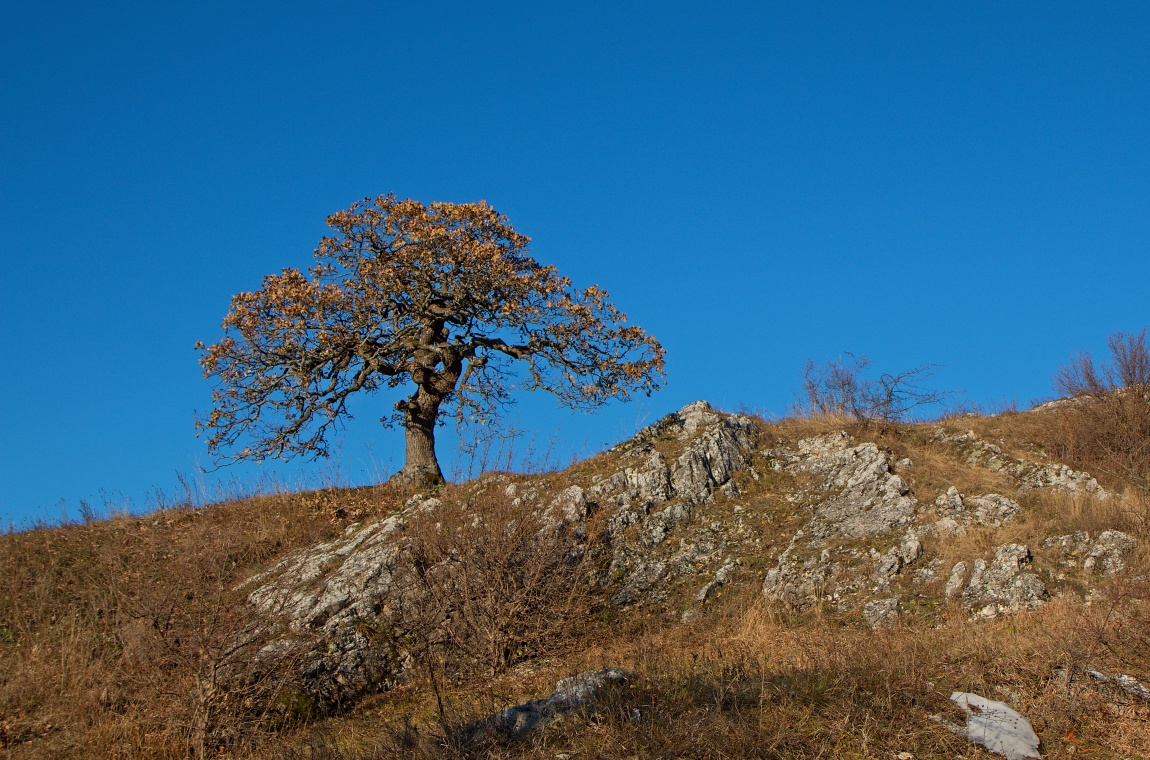 Uhler - Bonsai