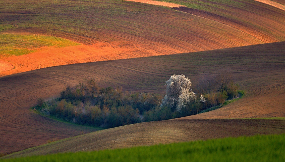 Uhler - Remízek