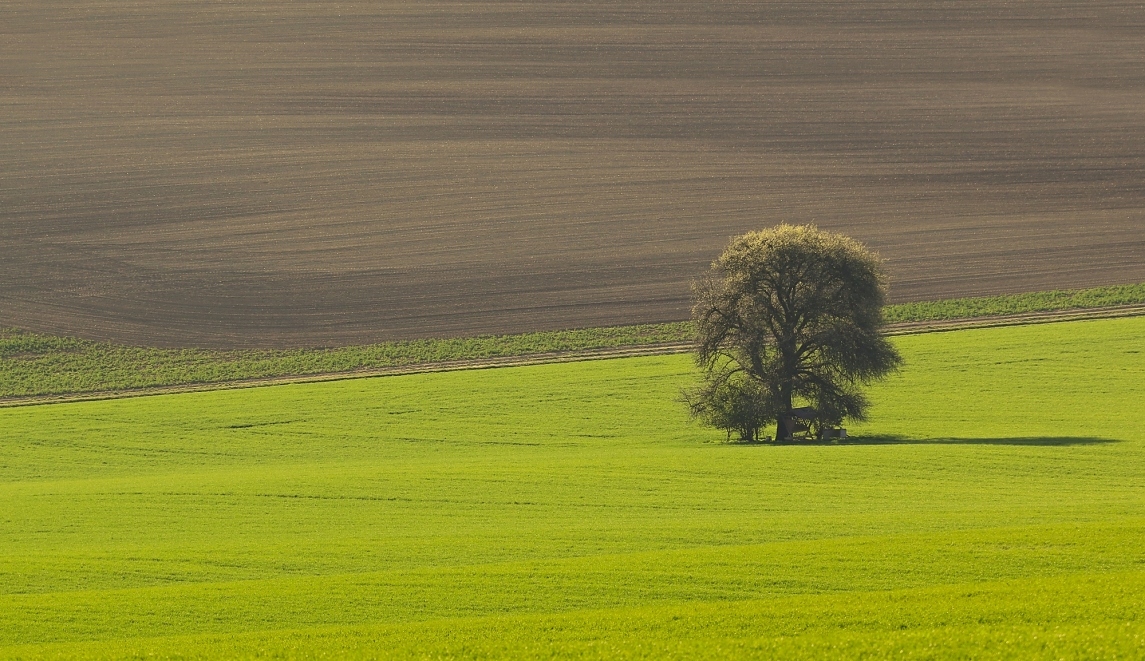 Uhler - Samotář