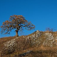 Uhler - Bonsai