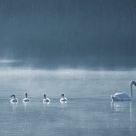 Uhler - Labutí jezero