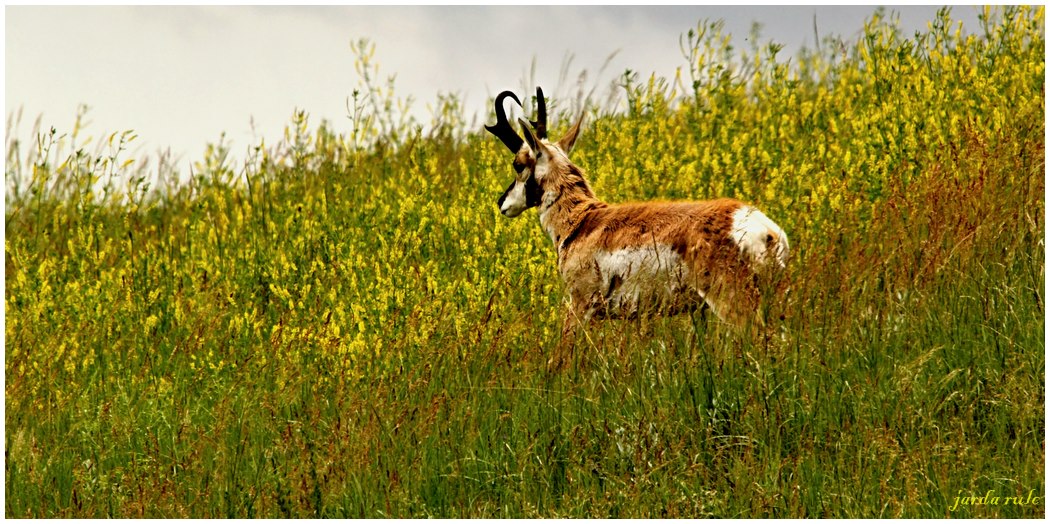 Arci - Pronghorn