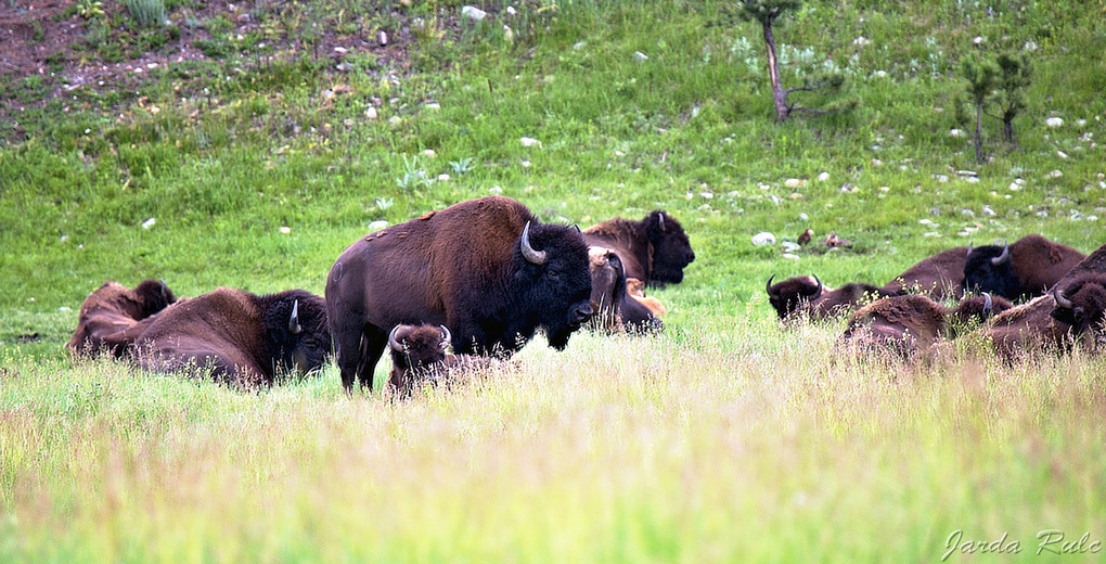 Arci - Grand Teton