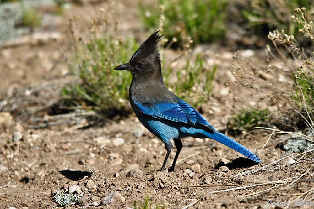 Arci - Steller's Jay