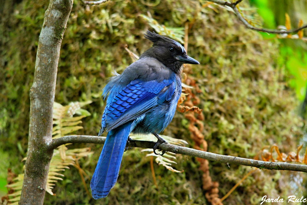 Arci - Steller's Jay