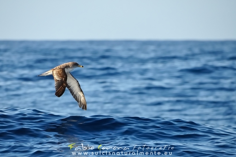 Fabio Corona - Flying towards new horizons