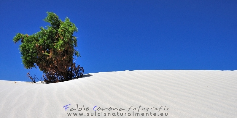 Fabio Corona - Juniper on sand