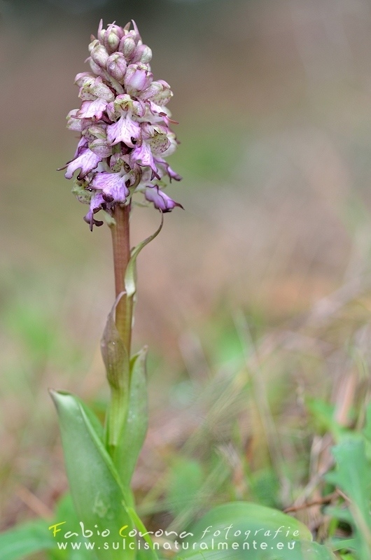 Fabio Corona - Prima fioritura - First flowering