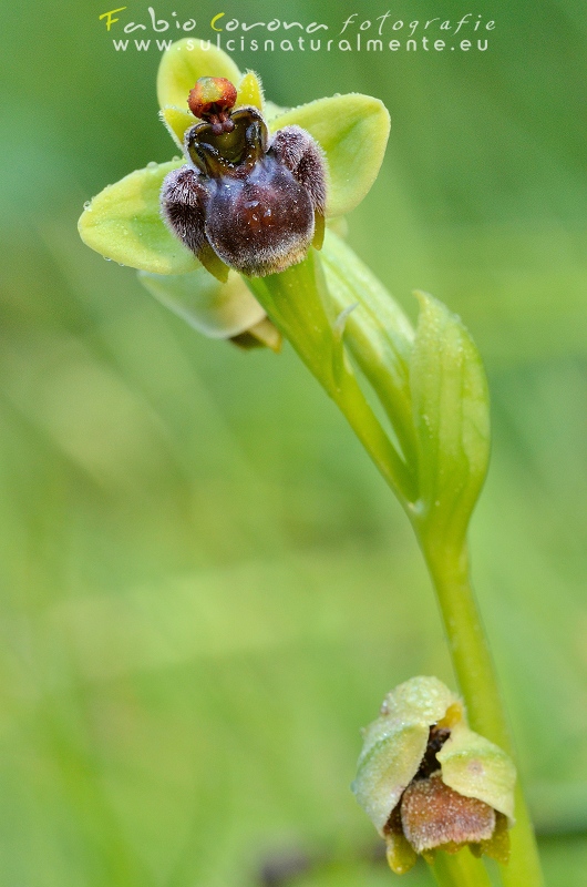 Fabio Corona - A little wildorchid