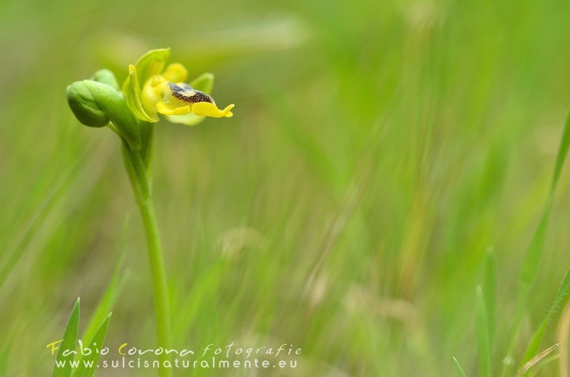 Fabio Corona - A touch of yellow