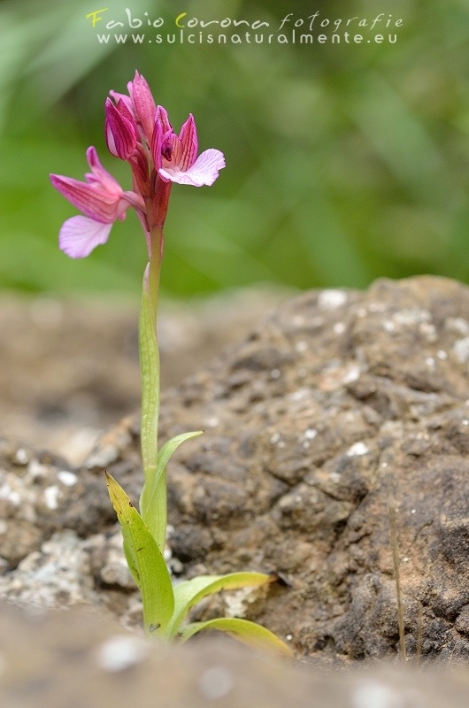 Fabio Corona - The flower in the stone