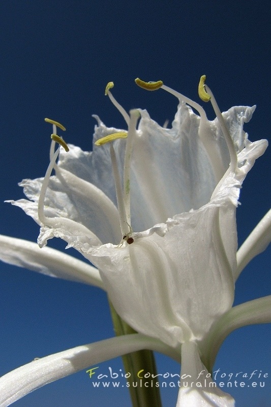 Fabio Corona - White jewel