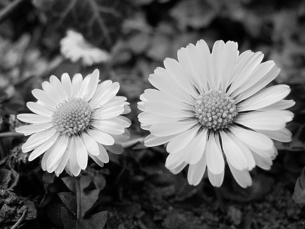 Mirka Platilová - Bellis perennis