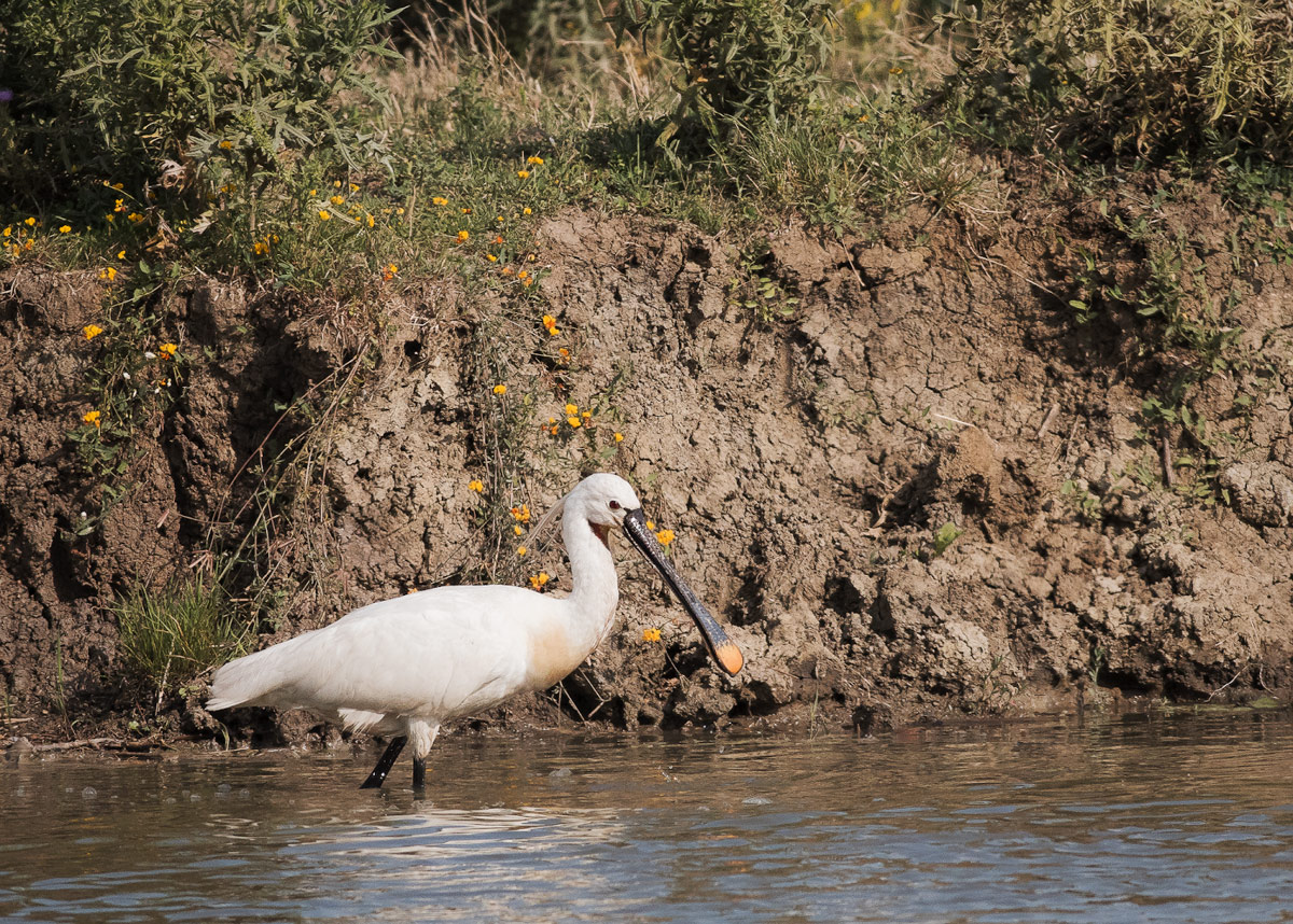 Ladislav Čepelák - příroda, zvířata - Kolpík bílý (Platalea leucorodia)