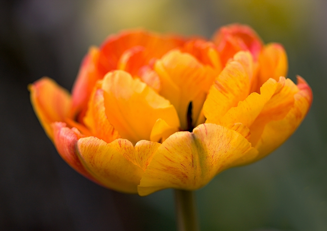 filipek-barevné - Tulipán