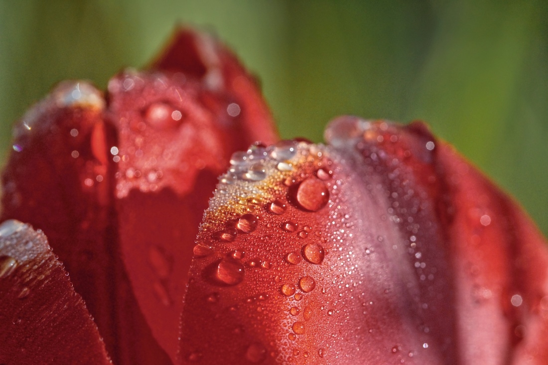 filipek-barevné - tulipány