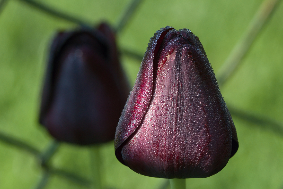 filipek-barevné - tulipány