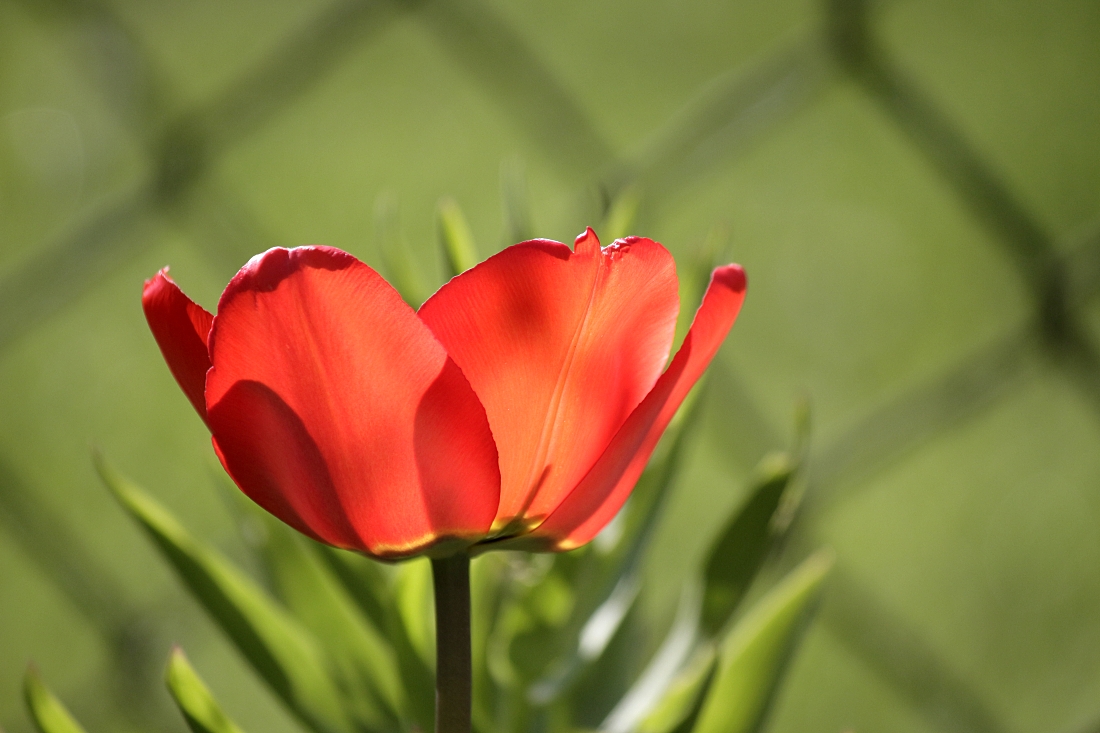 filipek-barevné - Tulipán