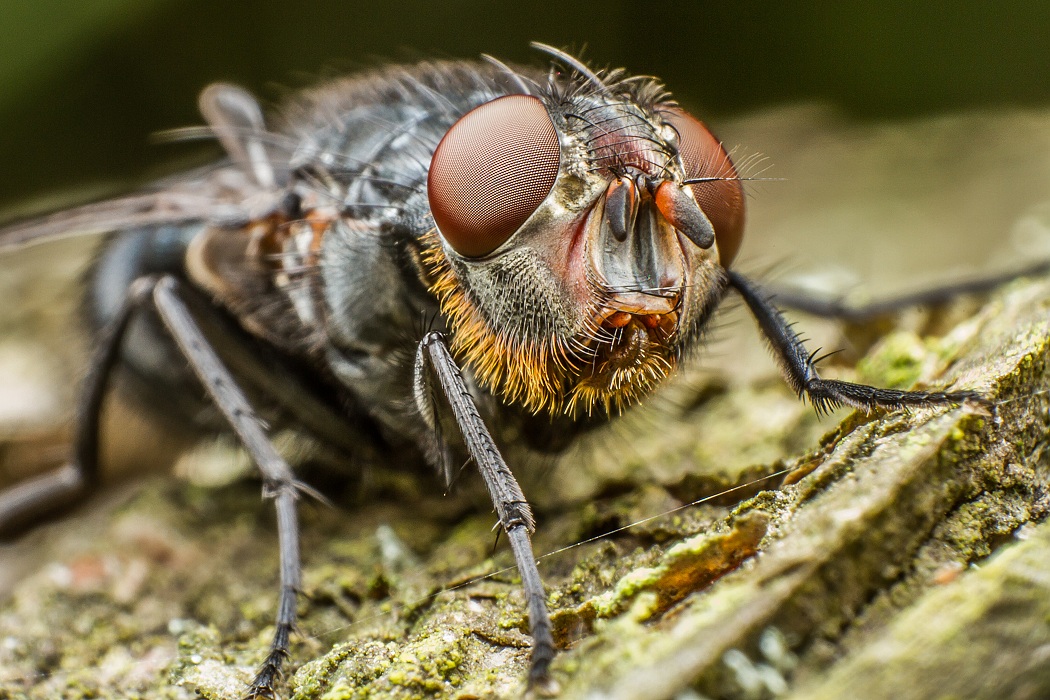 Martin Vykydal - Old fly