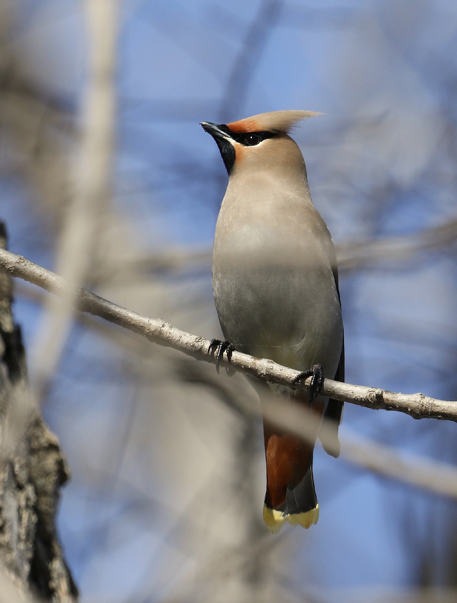 6-Jet - Bohemian Waxwings birds,,,