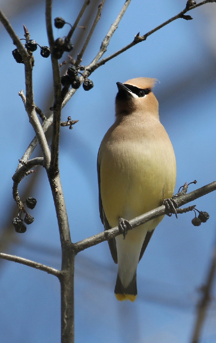 6-Jet - Cedar Waxwings birds,,,