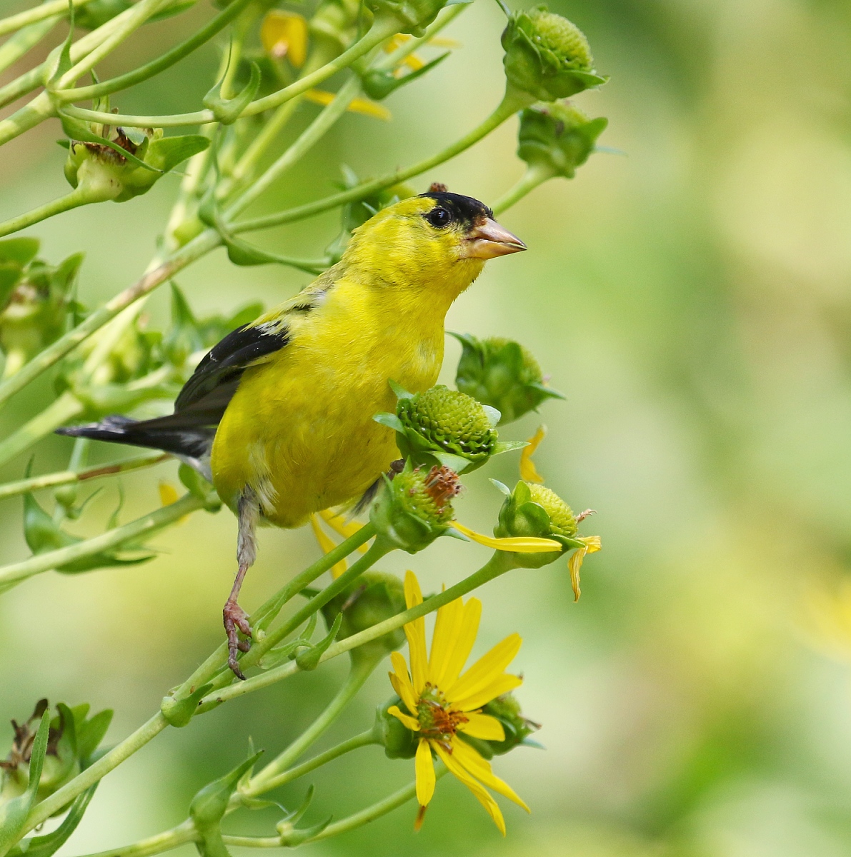 6-Jet - American Goldfinch,,,