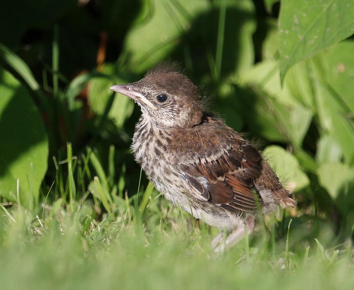 6-Jet - Brown thrasher little one,,,