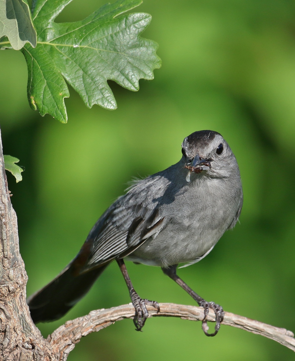 6-Jet - Catbird,,,