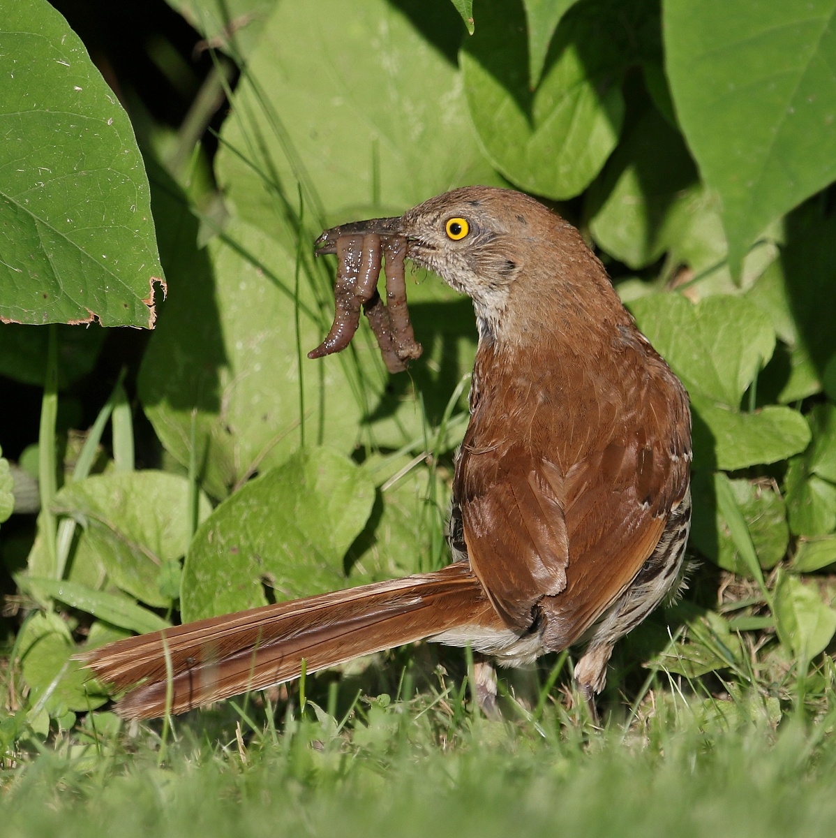 6-Jet - Brown thrasher,,,