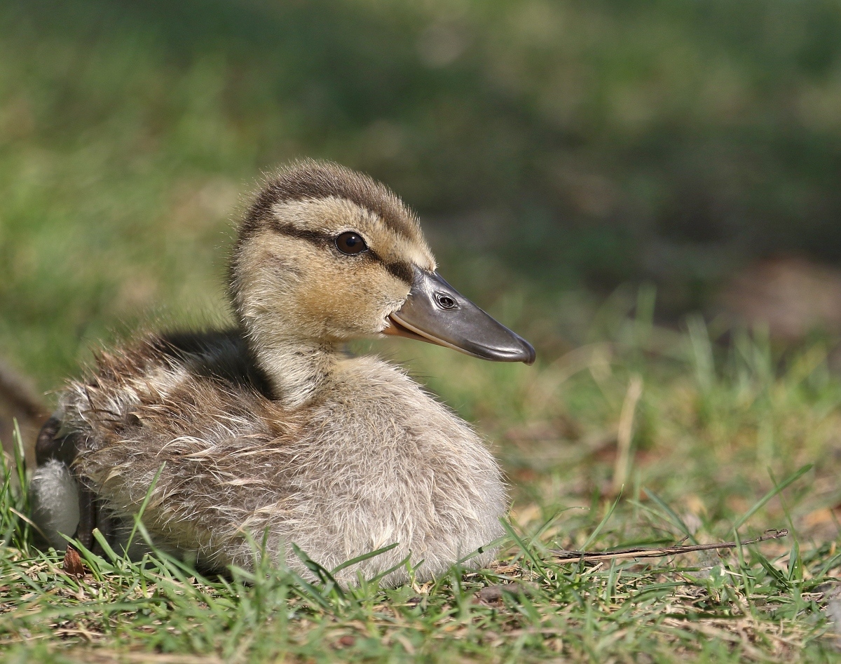 6-Jet - young duck...kacenka