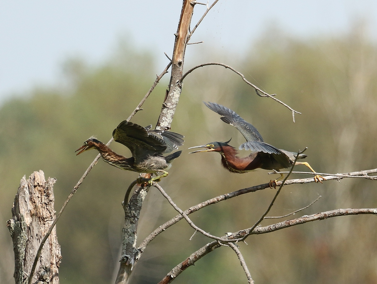 6-Jet - Green heron,,,