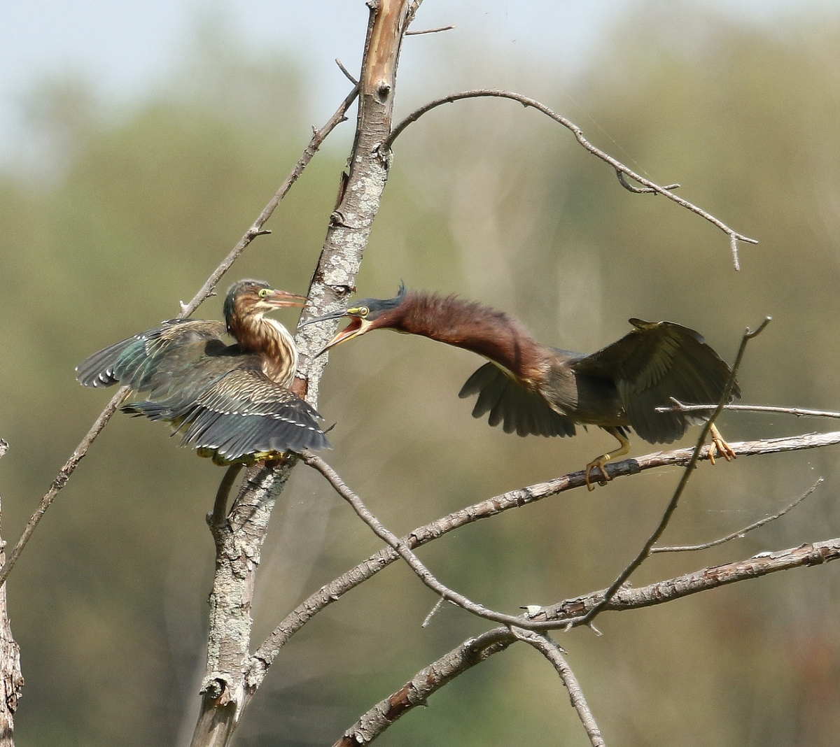 6-Jet - Green heron,,,