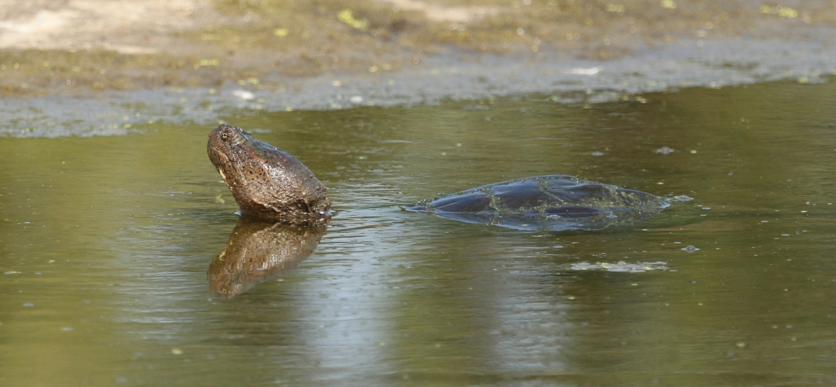 6-Jet - Snapping Turtles,,,