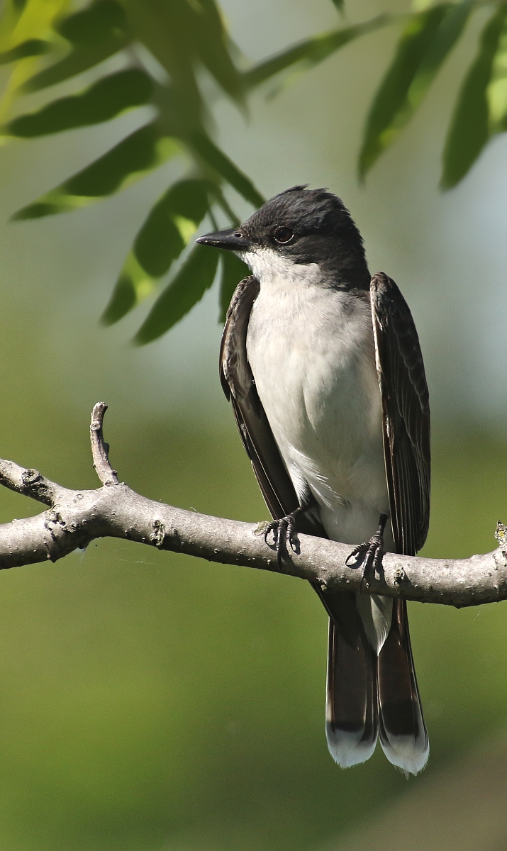 6-Jet - Eastern kingbird