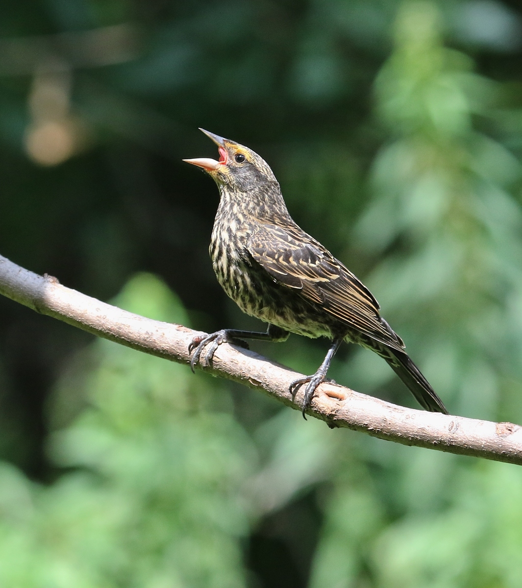 6-Jet - Red-winged Blackbird-Young,,,