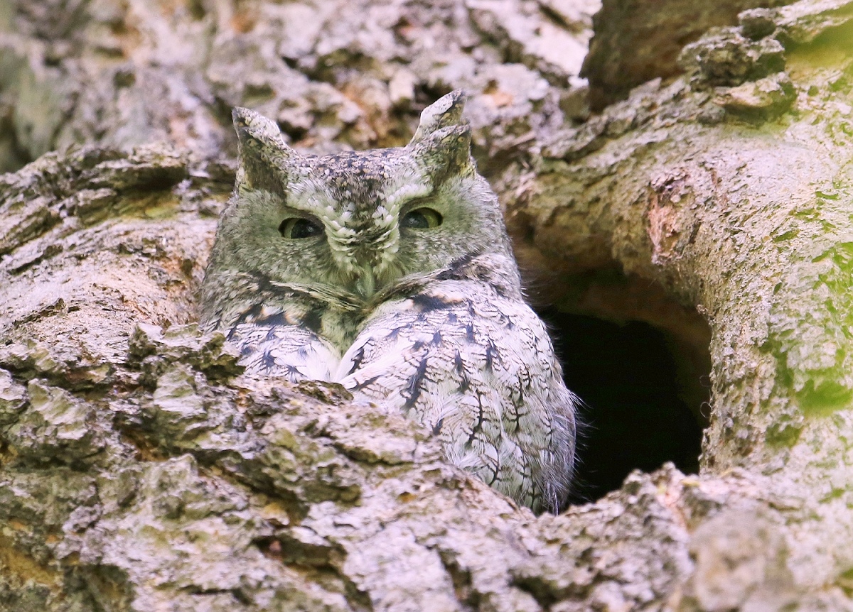 6-Jet - Eastern Screech-Owl,,,