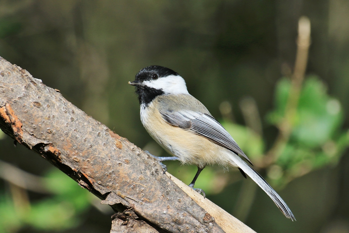 6-Jet - Chickadee...