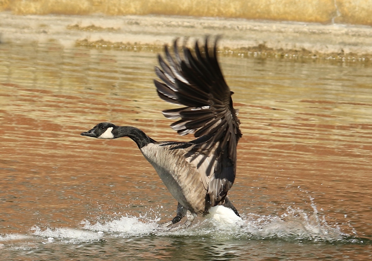 6-Jet - Landing,,,