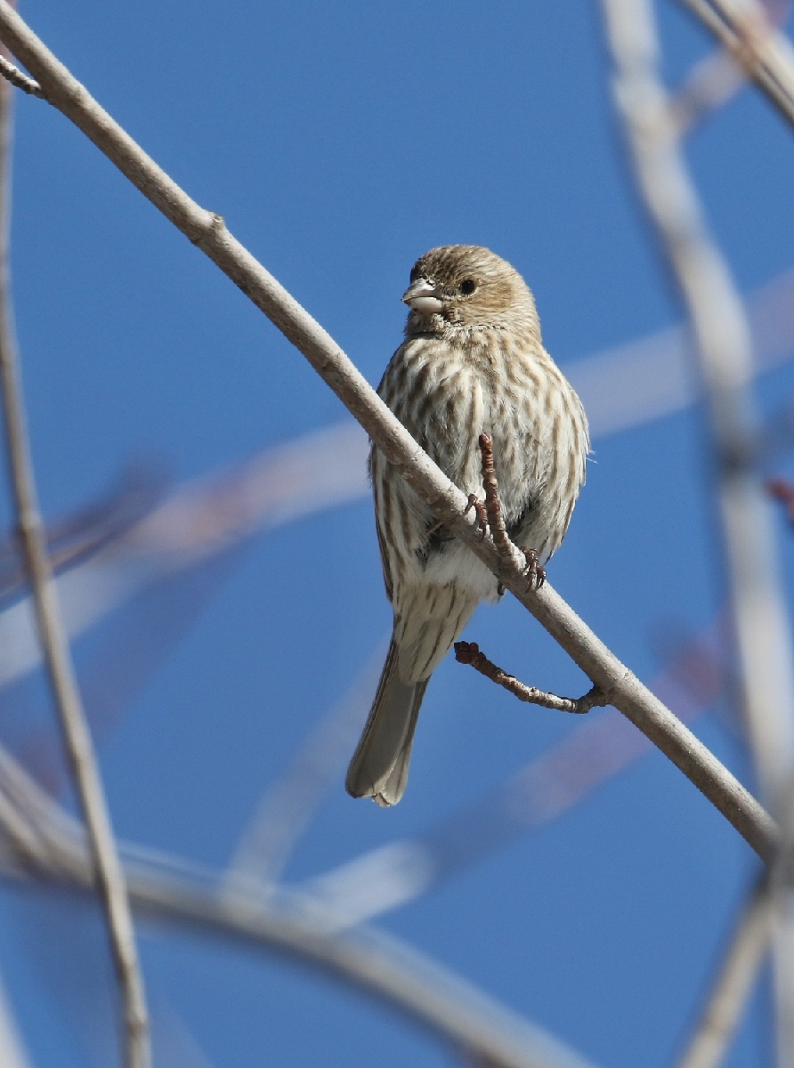 6-Jet - Finch>pěnkava