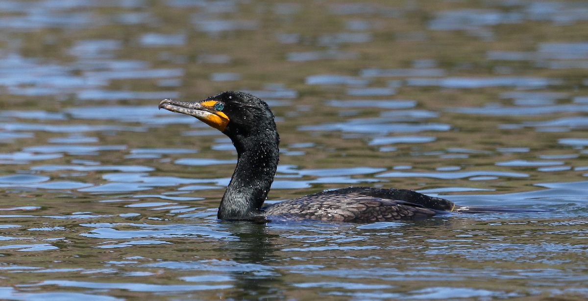 6-Jet - Cormorant,,,