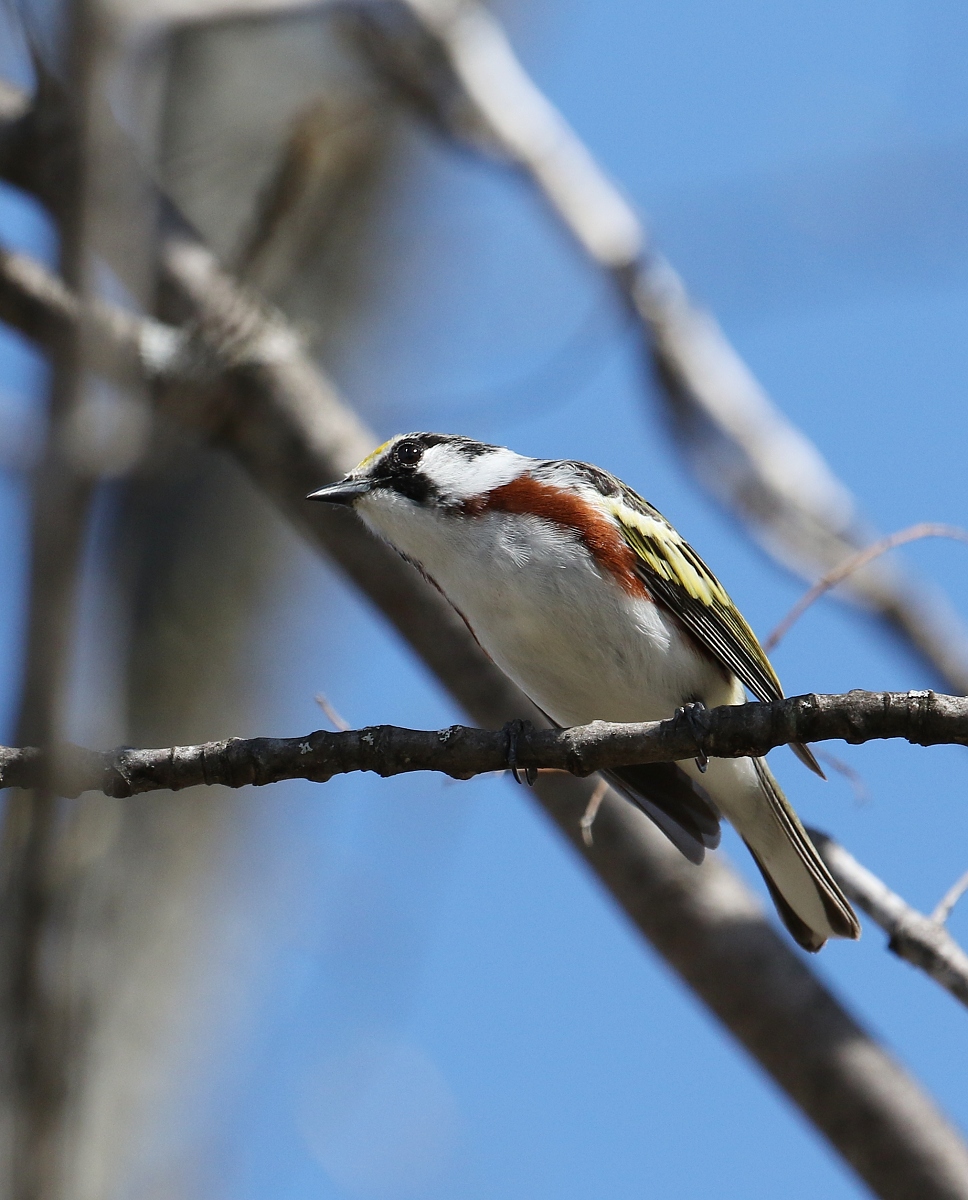 6-Jet - Chestnut-sided Warbler,,,