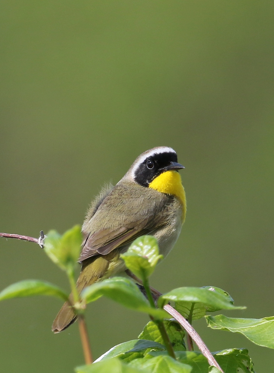 6-Jet - Common yellowthroat,,,