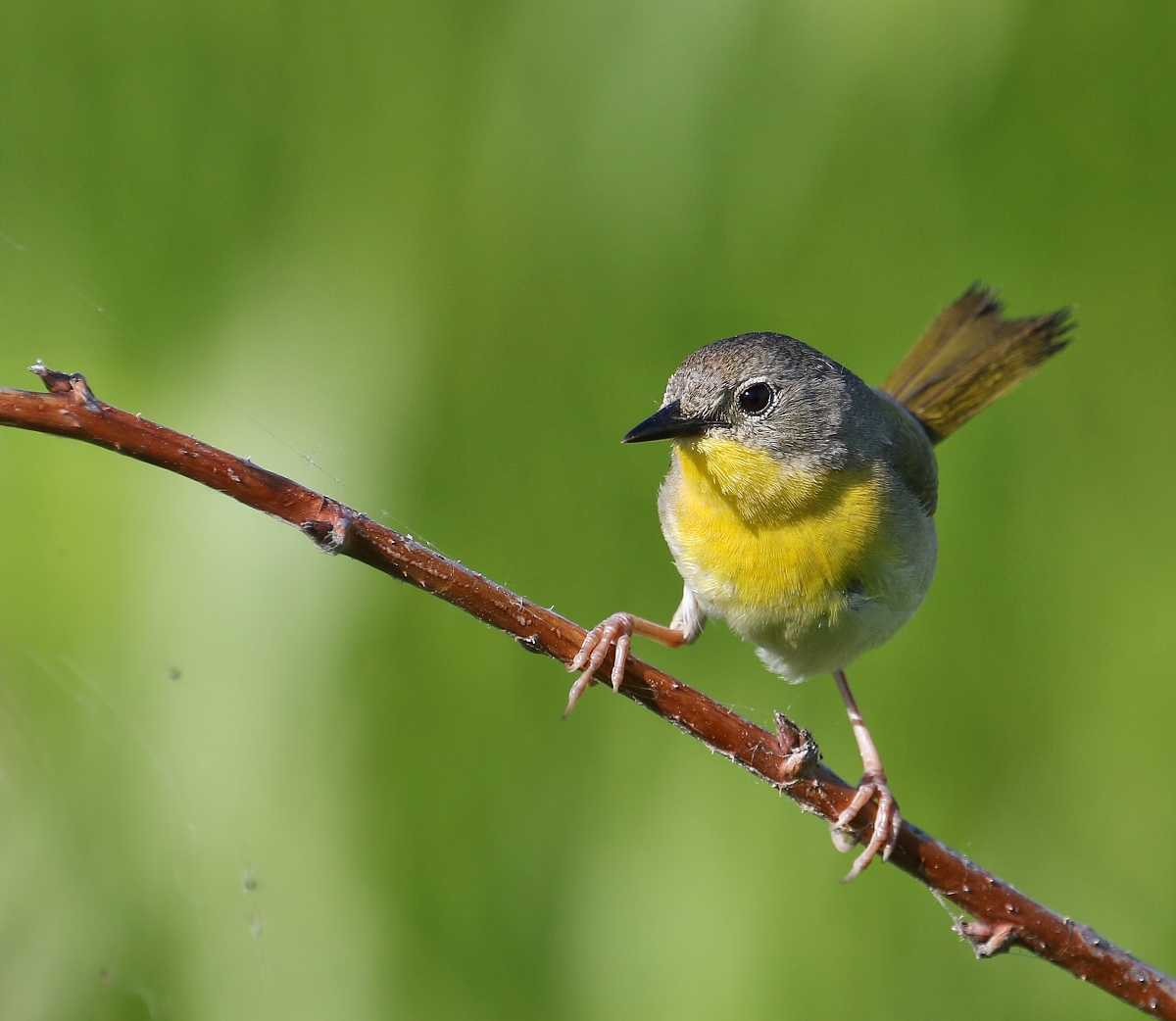 6-Jet - Yellowthroat,,,