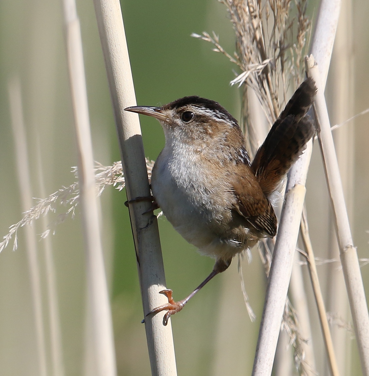 6-Jet - Sedge Wren,,,