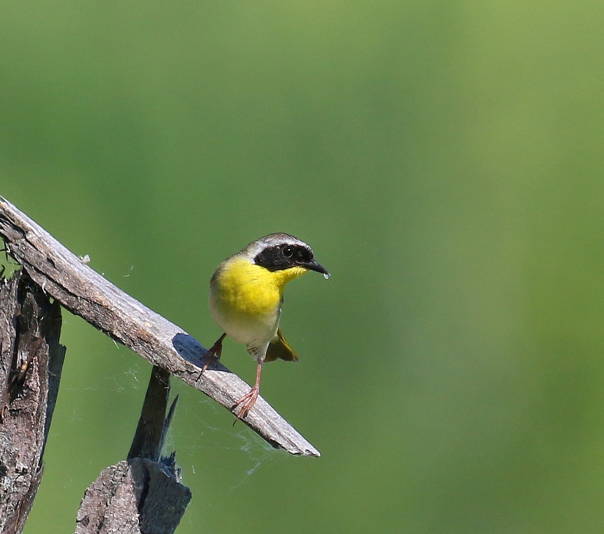 6-Jet - Common yellowthroat,,,,