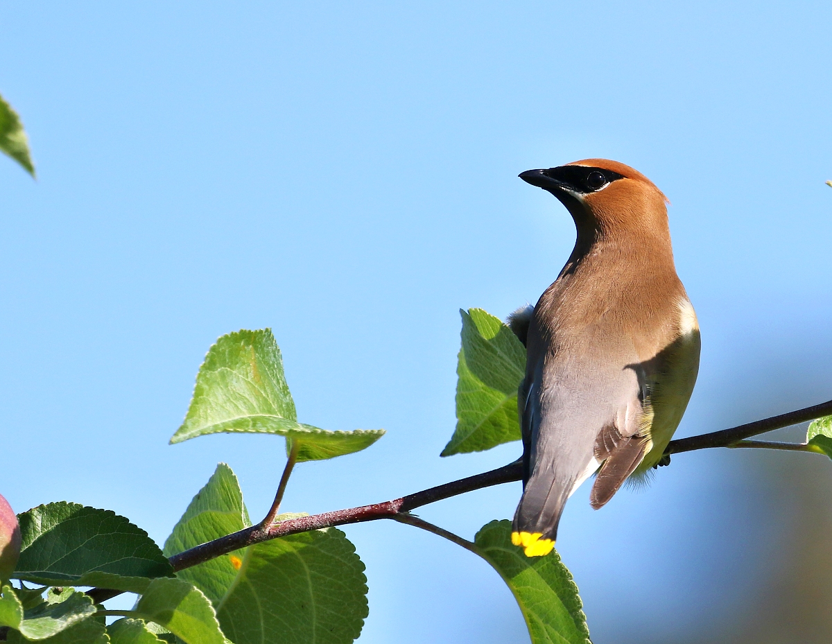 6-Jet - Waxwings birds,,,