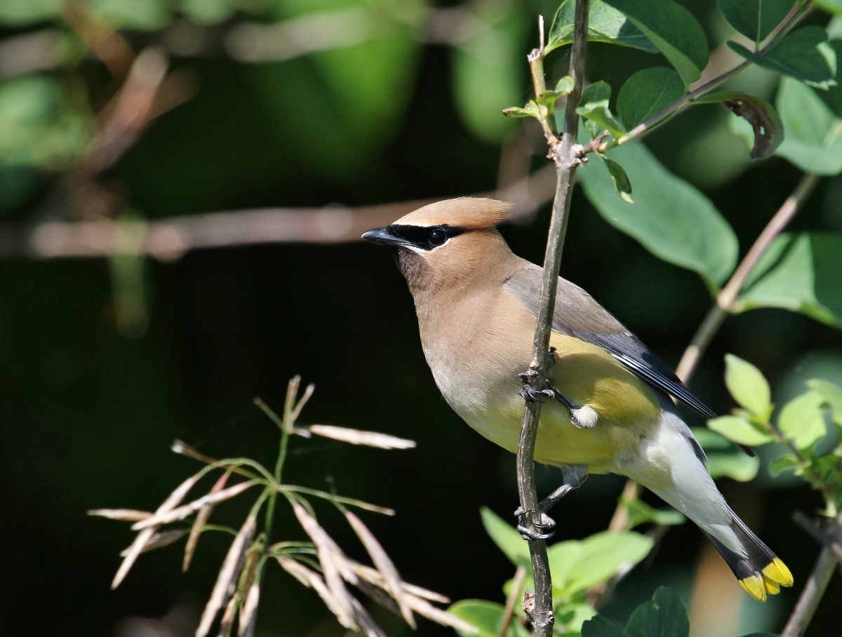 6-Jet - Waxwings birds.