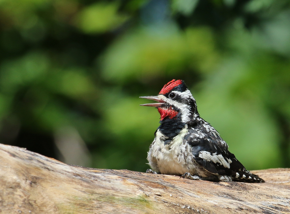 6-Jet - Yellow-bellied Sapsucker,